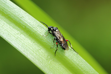 Ligusterblattwespe