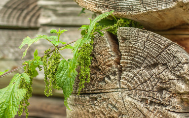 The branch of nettle on the wooden wall