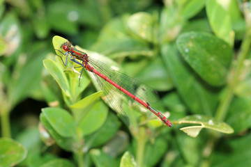Frühe Adonislibelle