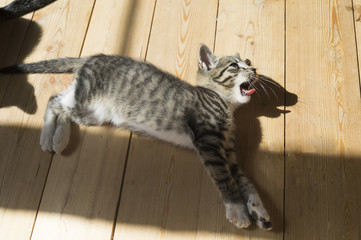 small kittens play on the wooden floor. Sunlight.