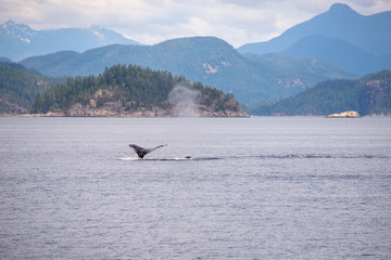 Fototapeta na wymiar Whale in the bay of Vancouver Island