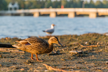 bird at the beach