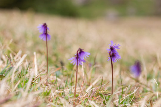 field of alpine snowbell (soldanella alpina) flowers