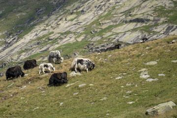 Yak-Herde, Alpsömmerung