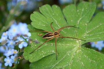 Listspinne