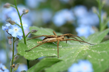 Listspinne