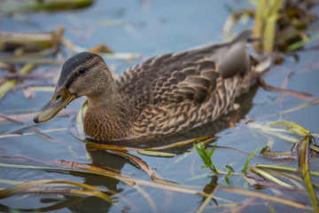 duck 