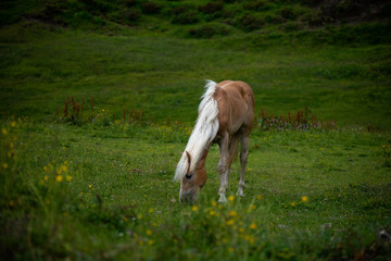 Horse in the Dolomites