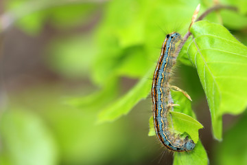 Ringelspinner