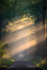 Light rays in forest during sunrise