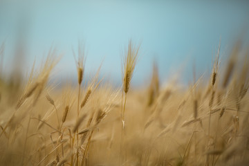 Obraz premium Close Up wheat shot blurry background.