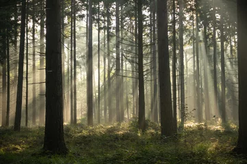 Tuinposter Sunrise with light rays in a forest © olivier