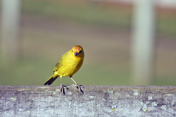 Saffron Yellow Finch on farm fence