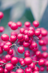 Berry Macro Shot