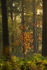 Close up of tree in forest during sunrise