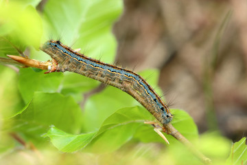 Ringelspinner