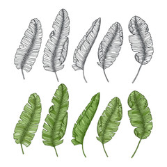 Banana leaf collection. Tropical leaf set.  illustration