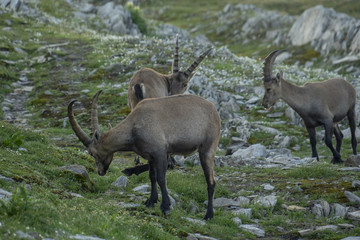 Steinböcke - Capra ibex, Junggesellen-Verband