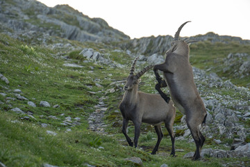 Steinböcke - Capra ibex, Junggesellen-Verband