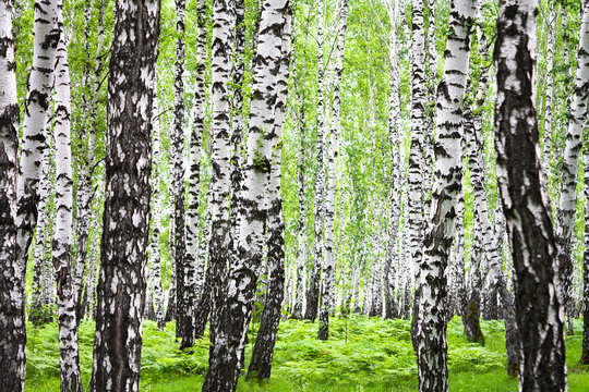 Fototapeta summer landscape with birches in forest