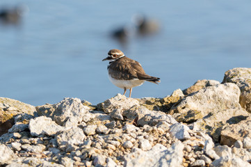 Looking Killdeer