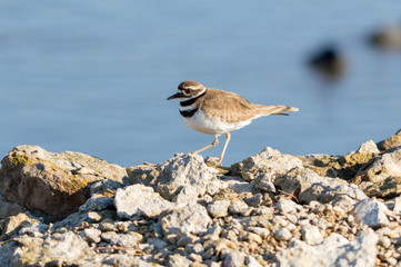 Walking Killdeer