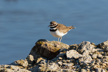 Killdeer (Charadrius vociferus)