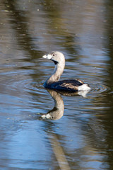 Pied-Billed Grebe (Podilymbus podiceps)