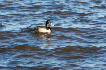 Ring-Necked Duck (Aythya collaris)