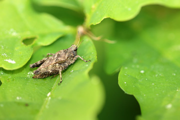 Grashüpfer