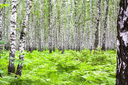 Fototapeta summer landscape with birches in forest