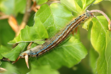 Ringelspinner