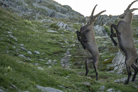 Steinb&ouml;cke - Capra ibex, Junggesellen-Verband