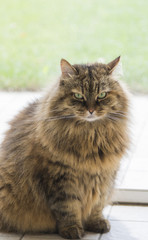 Beauty pet of siberian cat in livestock. Long haired kitten outdoor, hypoallergenic domestic animal