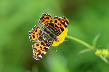 Obraz premium Landkärtchen