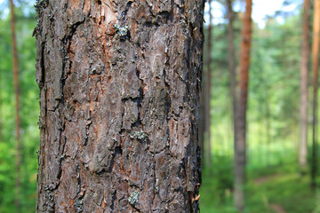 pine bark