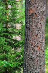 Obraz premium pine bark