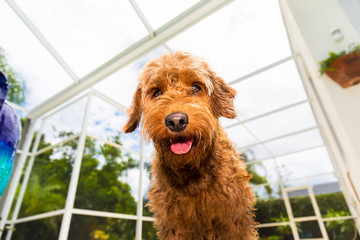 Wet miniature golden doodle dog