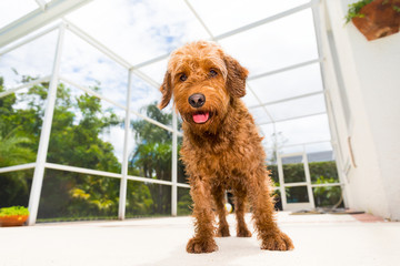 Wet miniature golden doodle dog