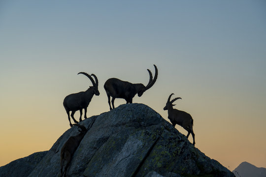 Steinbock-Kolonie, Alpensteinbock - Capra ibex