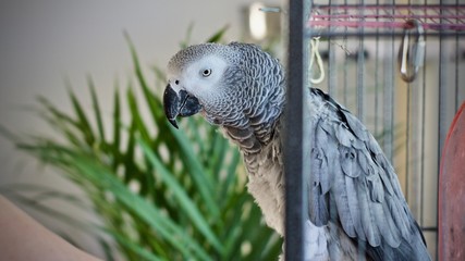 Obraz premium African Grey Parrot