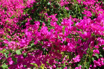 Obraz premium Beautiful bougainvillea flowers