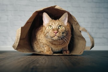 Cute ginger cat lying in a paper bag and looking curious upwards. 