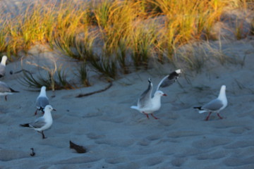 Fototapeta premium pictures kab