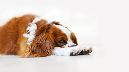 Closeup portrait of dog King Charles Spaniel lying on the floor and sad looks forward. Light grey background. Shallow focus. Copyspace.