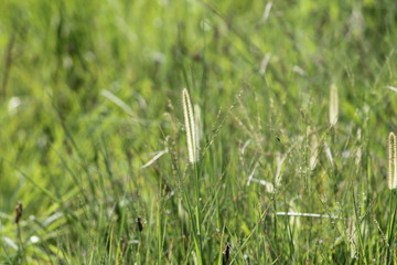 Grass with seed 