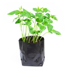 Young plant in plastic bag on white background