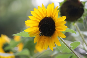 Sunflower with bumblebee
