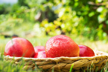 Äpfel in einem Korb 