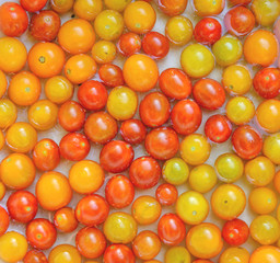 Many bright cherry tomato fruits as natural background.